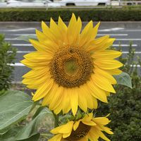 ヒマワリの画像