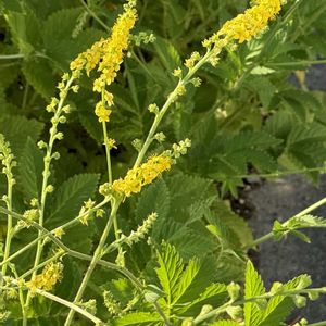 ミズヒキ,キンミズヒキ,今日の１枚,今日のお花,花のあるくらしの画像