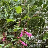 ペンタス,ペンタス,ミズヒキ（水引）,ミズヒキ（水引）,サルビア・リトルバードの画像