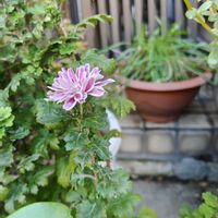 キク,キク,秋の花,２０２０年５月同期,多様性を愛する会の画像