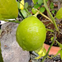 レモン,温州みかん,れもん,菊池レモン,菊池レモンの画像
