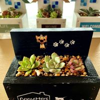 寄せ植え,多肉植物,多肉寄せ植え,木箱,花のある暮らしの画像