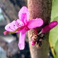 ハナズオウ,花蘇芳(ハナズオウ),ハナズオウ返り咲き,返り咲き,花が好きの画像