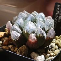 ハオルチア,レッドレンズ オブツーサ,多肉植物,多肉ちゃん,成長記録の画像