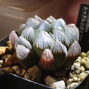 ハオルチア,レッドレンズ オブツーサ,多肉植物,多肉ちゃん,成長記録の画像