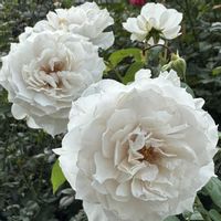 バラ,薔薇,バラのある暮らし,薔薇好き,バラが好きの画像