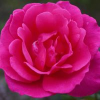 バラ,薔薇,王妃アントワネット,バラ、薔薇、ばら,バラ　フェンスの画像