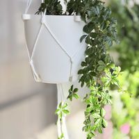 シュガーバイン,レティジア,多肉植物,観葉植物,徒長の画像