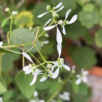 ユーフォルビア・ダイアモンドフロスト,ユーフォルビア,玄関アプローチ,庭の画像