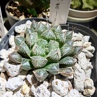 ハオルチア,ミラーボール,ハオルチア ミラーボール,多肉植物,多肉ちゃんの画像