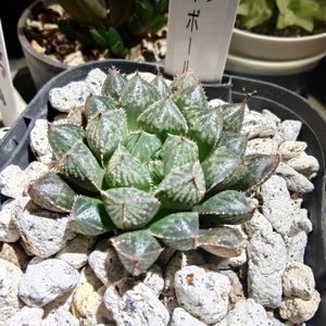 ハオルチア,ミラーボール,ハオルチア ミラーボール,多肉植物,多肉ちゃんの画像