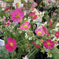プリムラ マラコイデス,プリムラ マラコイデス,赤い花,白い花,季節の花の画像
