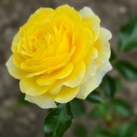 スカビオサ,スカビオサ,バラ,バラ,バラの画像