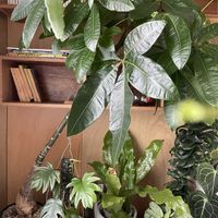 パキラ,実生 パキラ,フィロデンドロン タンゴ,クロコダイル　ファーン,観葉植物の画像