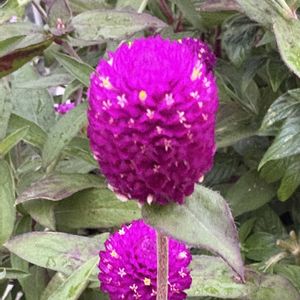 センニチコウ,センニチコウ,センニチコウ,紫の花,通勤路の画像