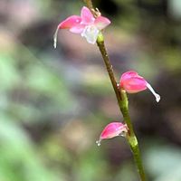 ミズヒキ,ギンミズヒキ,山野草,多年草,タデ科の画像