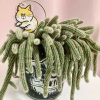 可愛い〜♡,お気に入り♡,季節の花,多肉植物のある暮らし,とってもキレイ♡の画像