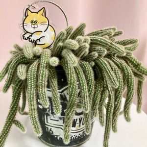 可愛い〜♡,お気に入り♡,季節の花,多肉植物のある暮らし,とってもキレイ♡の画像