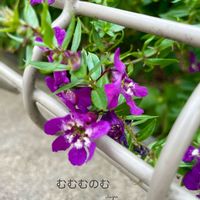 アンゲロニア,花のある暮らしの画像