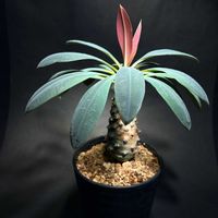 ユーフォルビア・パキポオイデス,ユーフォルビア,塊根植物,ユーフォルビア属。,バルコニストの画像