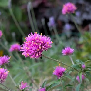ゴンフレナ・ラブラブラブ,鉢植え,可愛い〜♡,ピンクの花,花のある暮らしの画像