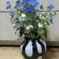 ホワイトスター,デルフィニウム,花のある暮らし,キュンキュン乙女倶楽部の画像