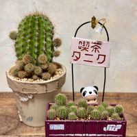 サボテン,ハートカズラの鞘,全国オヤジ連合会,GSミニモニ。,いつも心に太陽をの画像