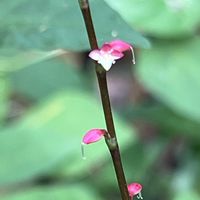 ミズヒキ,小石川植物園,上野東照宮ぼたん苑,真っ赤な火曜日の画像