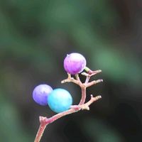 ノブドウ,ブルーの実,実家の山道で,温泉県大分♨️,チーム大分の画像