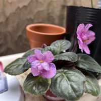 プレイフルスペクトラム,お花に癒される,平穏な日々への願い,それでも世界は美しい,マリーアントワネット・スタイル展の画像