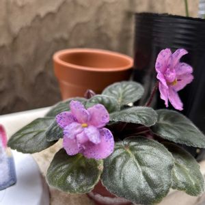 プレイフルスペクトラム,お花に癒される,平穏な日々への願い,それでも世界は美しい,マリーアントワネット・スタイル展の画像