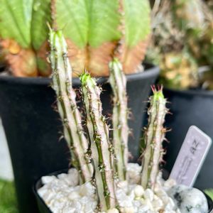 ユーフォルビア属,ユーフォルビア ソマリア ホルディオ,多肉植物,神奈川タニラー,多肉女子の画像