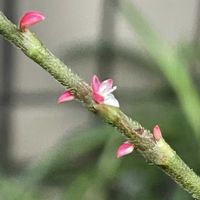 ミズヒキ,#最前線のあなたへ,明日はきっと良い日になる,今日を良い日に,復興を祈るの画像