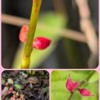 ミズヒキ,ミズヒキ,花のある暮らし,植物好き,今日のお花の画像