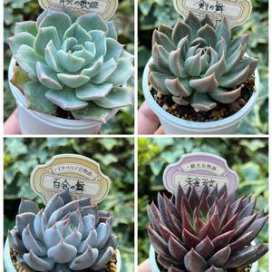 剣の舞,多肉植物,多肉のある暮らし,多肉女子,O’s PLANTSの画像