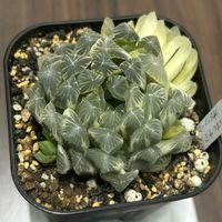 オブツーサ,ハオルチア,オブツーサ錦,多肉植物,軟葉系ハオルチアの画像