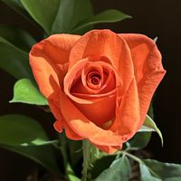 バラ,切り花の画像