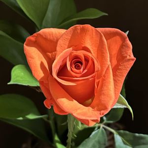 バラ,切り花の画像