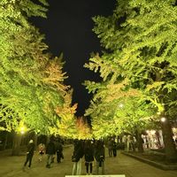 イチョウ,紅葉（こうよう）,紅葉ライトアップ,札幌市中島公園,焼き芋テラスの画像