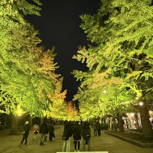 イチョウ,紅葉（こうよう）,紅葉ライトアップ,札幌市中島公園,焼き芋テラスの画像