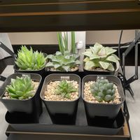 ハオルチア,多肉植物,多肉植物のある暮らし,リビング・ダイニングの画像