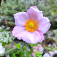 シュウメイギク,ミズヒキ,シュウメイギク・セプテンバーチャーム,花は癒やし♡,今日のお花の画像