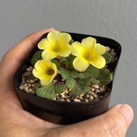 オキザリス,多肉植物,球根植物,オキザリス属, オキザリスの画像