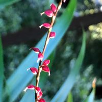ミズヒキ,ミズヒキ（水引）,iPhone撮影,がんばろう熊本！,花と緑のある暮らしの画像