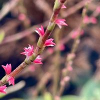 ミズヒキ,お月様,今日のお花,キュンキュン乙女倶楽部,お写ん歩の画像