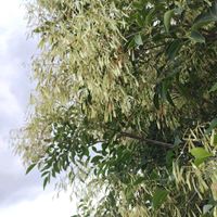 シマトネリコ,青い空,イマソラ,キュンキュン乙女倶楽部,いまそらの画像