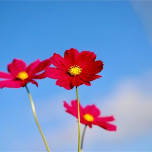 オトコエシ,コスモス,コスモス,センニチコウ,センニチコウの画像