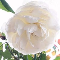 アリッサム,ウンベラータ,バラ しずく,シュネープリンセス,観葉植物の画像