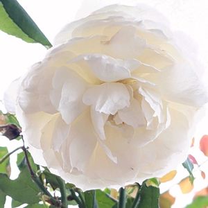 アリッサム,ウンベラータ,バラ しずく,シュネープリンセス,観葉植物の画像