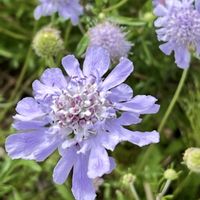 マツムシソウ,可憐な花,今日のお花,明日はきっと良い日になる,2019同期の画像